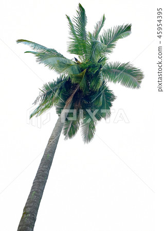 coconut tree isolate coconut tree isolate 45954395