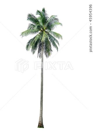 coconut tree isolate 45954396
