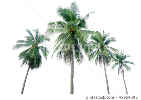 coconut tree isolate 45954398