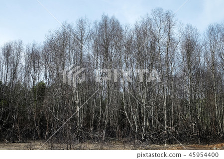 Dry tree Dry tree 45954400