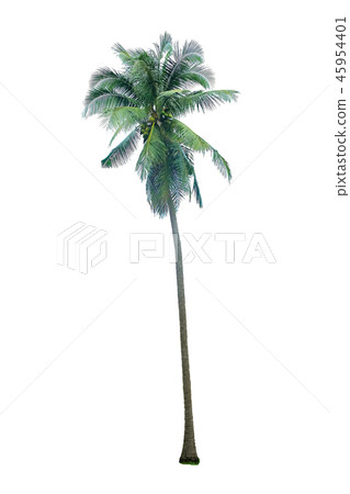 coconut tree isolate coconut tree isolate 45954401