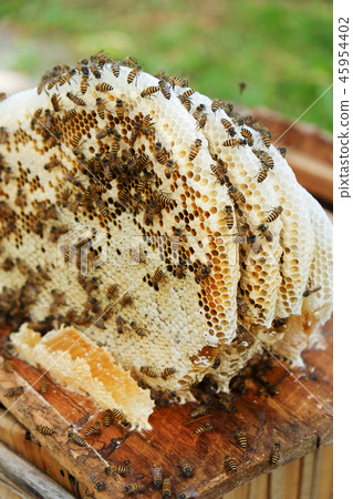 honeycomb 45954402