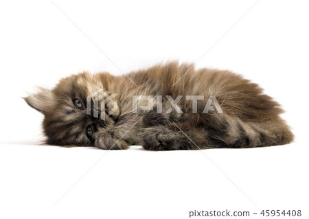 Gray kitten Gray kitten 45954408