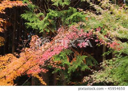秋天的楓葉 45954650