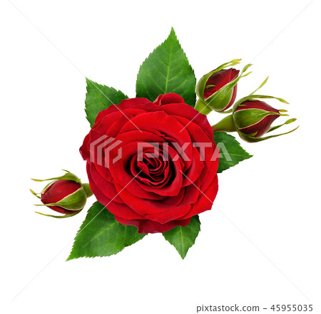 Festive arrangement with red rose flower and buds Festive arrangement with red rose flower and buds 45955035