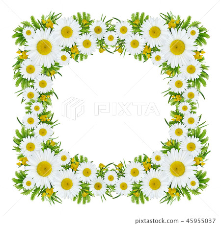 Wild flowers in square frame Wild flowers in square frame 45955037