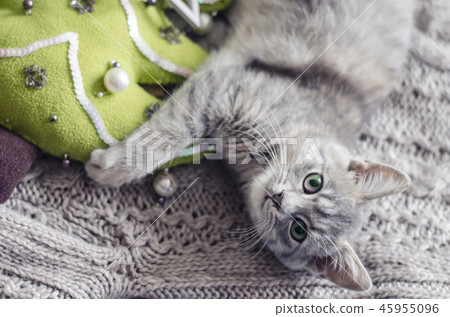 The gray kitty is on a knitted sweater. 45955096