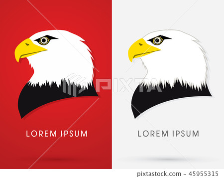 Eagle head face graphic vector 45955315