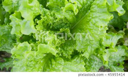 sunny lettuce sunny lettuce 45955414