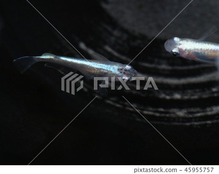 Miyuki Medaka 45955757