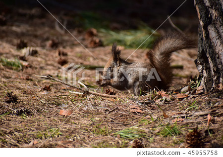松鼠在春天的早晨降落在地上 45955758