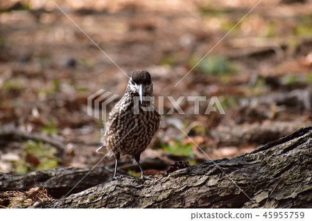 春天的Hoshi玻璃倒在了地上 45955759