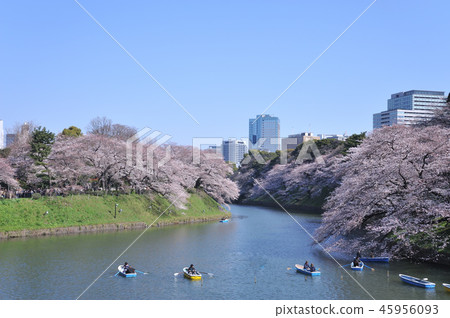 櫻花在東京Chidorigafuchi 45956093