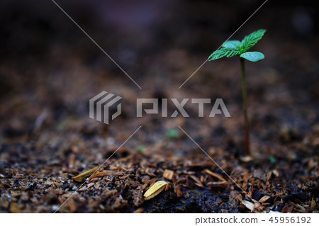 marijuana weed smoking close up on background marijuana weed smoking close up on background 45956192