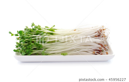 pea sprouts isolated on white background 45956227