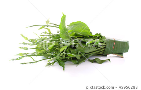Gymnema sylvestre isolated on white background 45956288