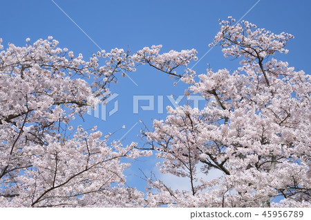 Cherry tree in full bloom Cherry tree in full bloom 45956789