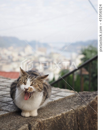 Scenery that looks over the cat Onomichi water supply Scenery that looks over the cat Onomichi water supply 45956924
