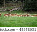 A group of deer 45958031