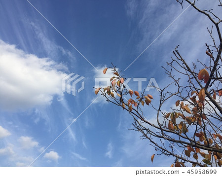 秋天天空,秋天雲彩,秋葉 秋天天空,秋天雲彩,秋葉 45958699