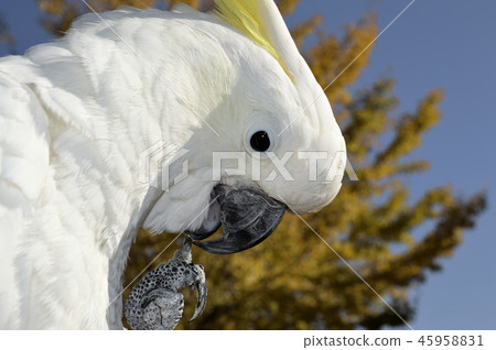 Parrot (Kibatan) and Ginkgo 45958831