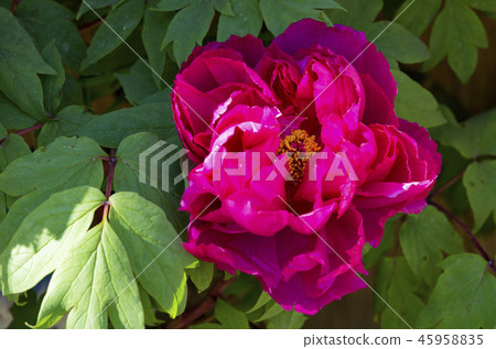 Winter Peony Winter Peony 45958835