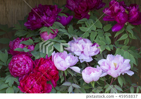 冬天牡丹 45958837