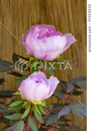 冬天牡丹 45958838