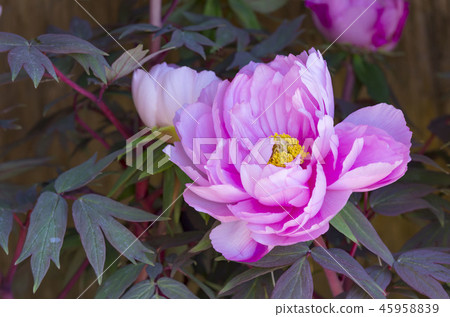 冬天牡丹 冬天牡丹 45958839
