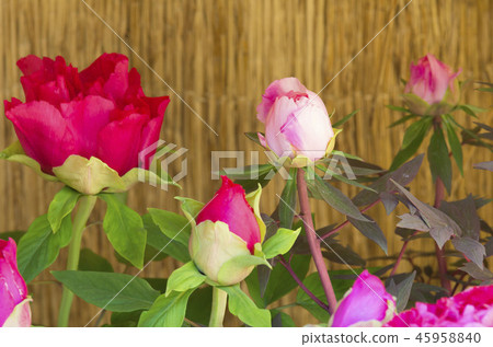 冬天牡丹 45958840