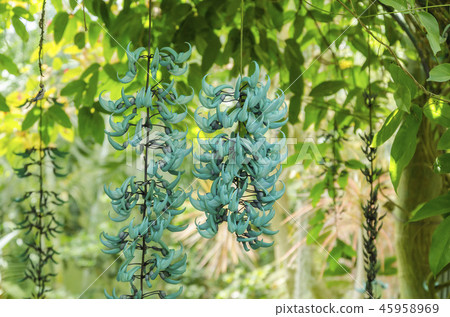 Honeysuckle Honeysuckle 45958969
