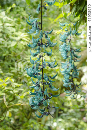 Honeysuckle Honeysuckle 45958970