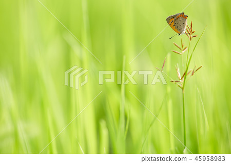 White-spotted butterfly and field 45958983