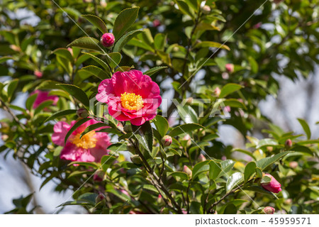 茶梅 茶梅 45959571