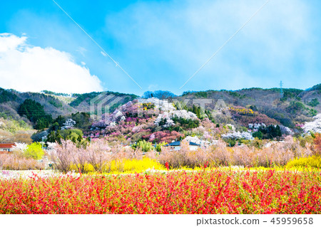 Fukushima Prefecture Fukushima City Hanamiyama Park 45959658