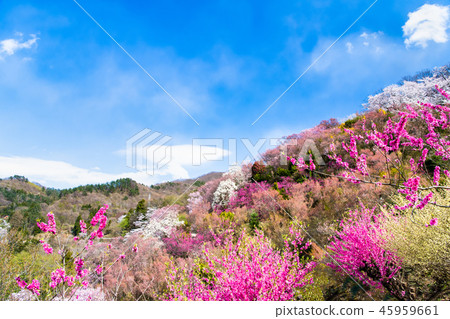 福島縣福島市花山山公園 45959661
