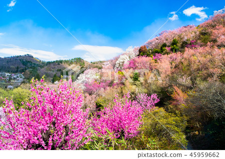 福島縣福島市花山山公園 45959662