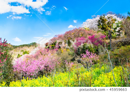 福島縣福島市花山山公園 45959663