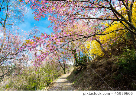 Fukushima Prefecture Fukushima City Hanamiyama Park Fukushima Prefecture Fukushima City Hanamiyama Park 45959666
