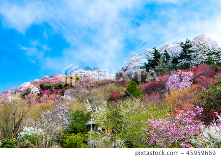 Fukushima Prefecture Fukushima City Hanamiyama Park 45959669