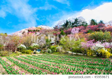 Fukushima Prefecture Fukushima City Hanamiyama Park Fukushima Prefecture Fukushima City Hanamiyama Park 45959671