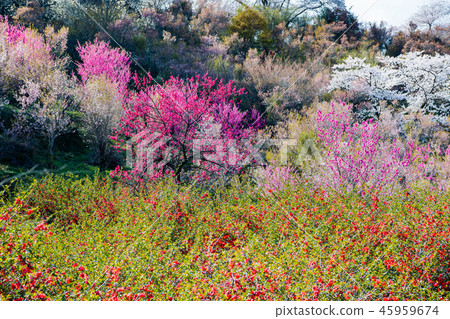 Fukushima Prefecture Fukushima City Hanamiyama Park Fukushima Prefecture Fukushima City Hanamiyama Park 45959674