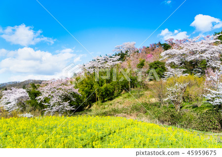 福島縣福島市花山山公園 45959675
