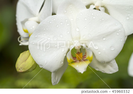 蛾蘭花 蛾蘭花 45960332