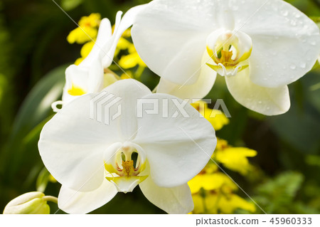 蛾蘭花 蛾蘭花 45960333