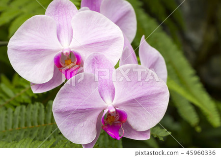 Moth orchids 45960336