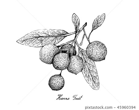 Hand Drawn of Hanza Fruits on White Background 45960394