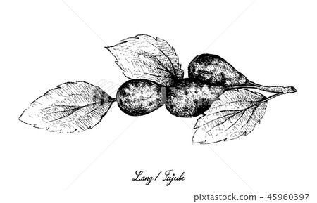 Jujube or Lang Fruits on White Background 45960397
