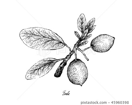 Hand Drawn of Imbe or Garcinia Livingstonei Fruits Hand Drawn of Imbe or Garcinia Livingstonei Fruits 45960398
