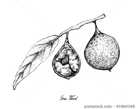 Hand Drawn of Ivru Wood Fruits on White Background 45960399